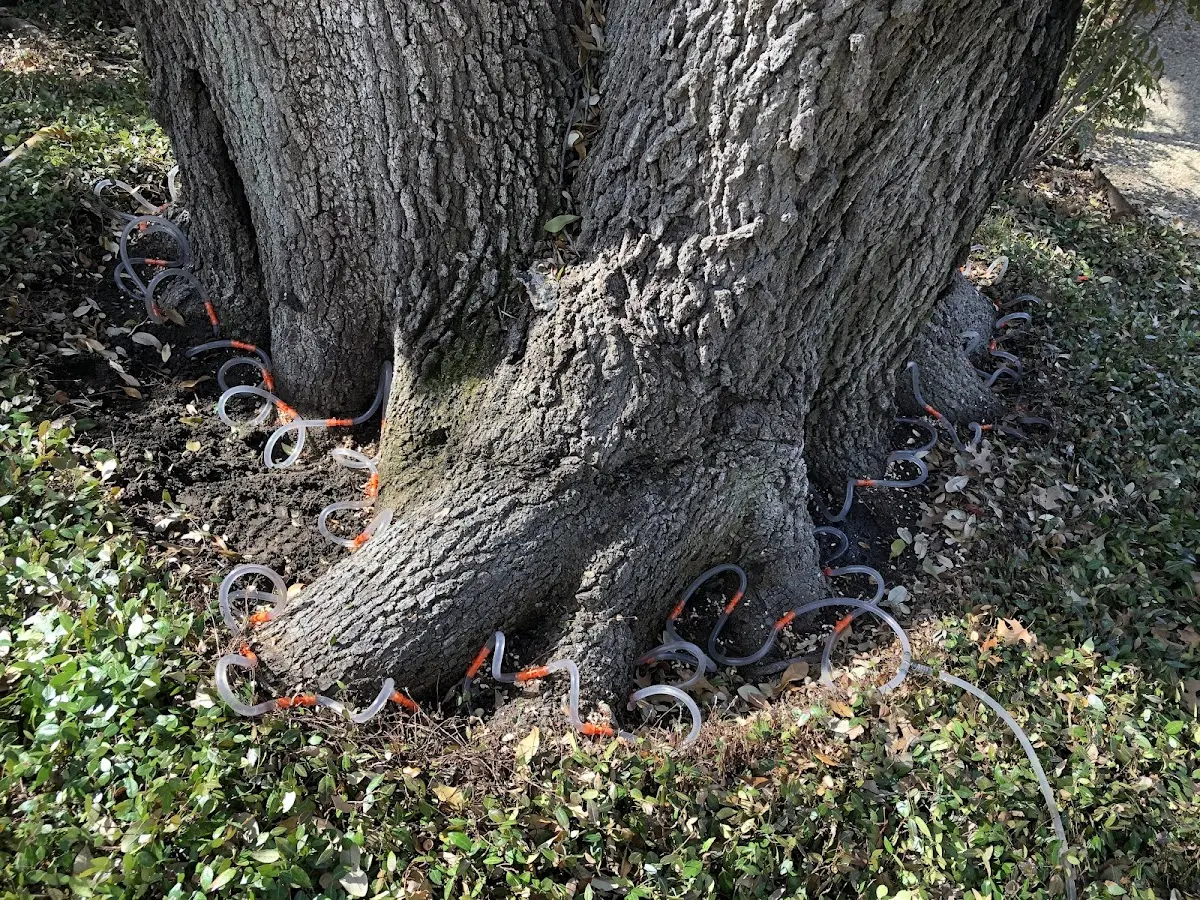 Detailed Tree Cabling and Bracing job site in Middlefield