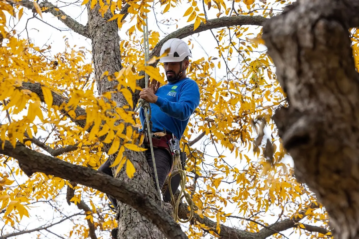 Skilled Tree Planing crew working in Middlefield